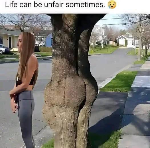 A tree you can actually hug - meme