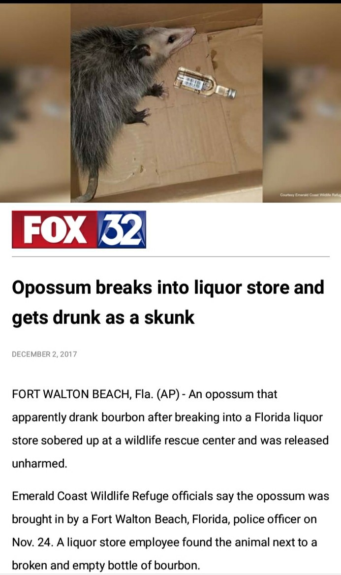 You've met Florida man, now meet Florida Opposum. - meme