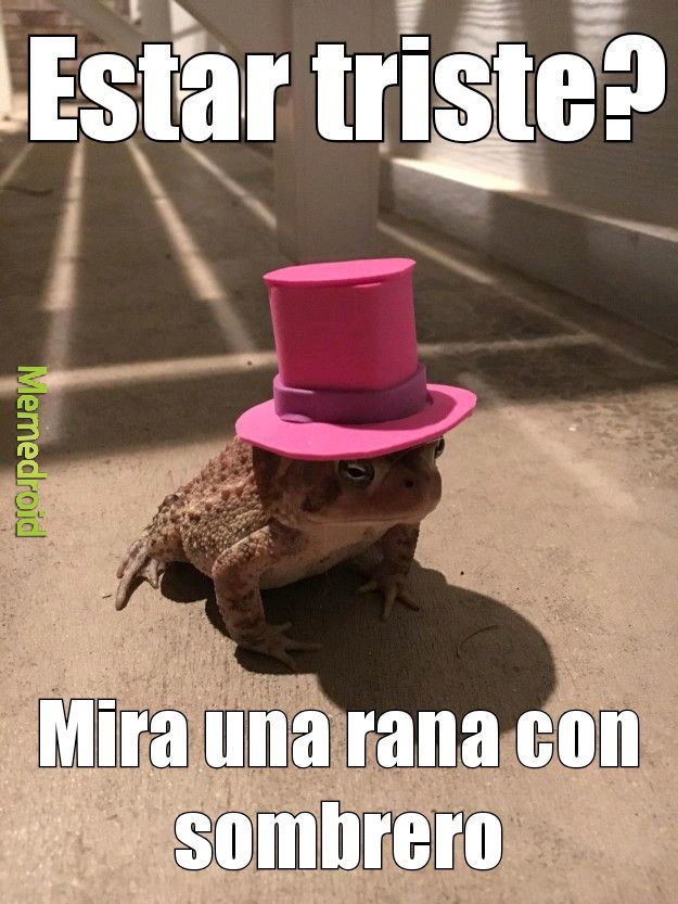 Una rana con sombrero - meme