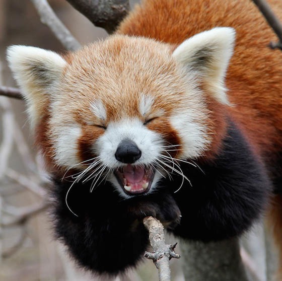 there is no meme its just a cute red panda