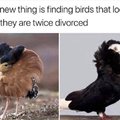 My new thing is finding birds that look like they are twice divorced