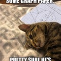 Graphic designer cat