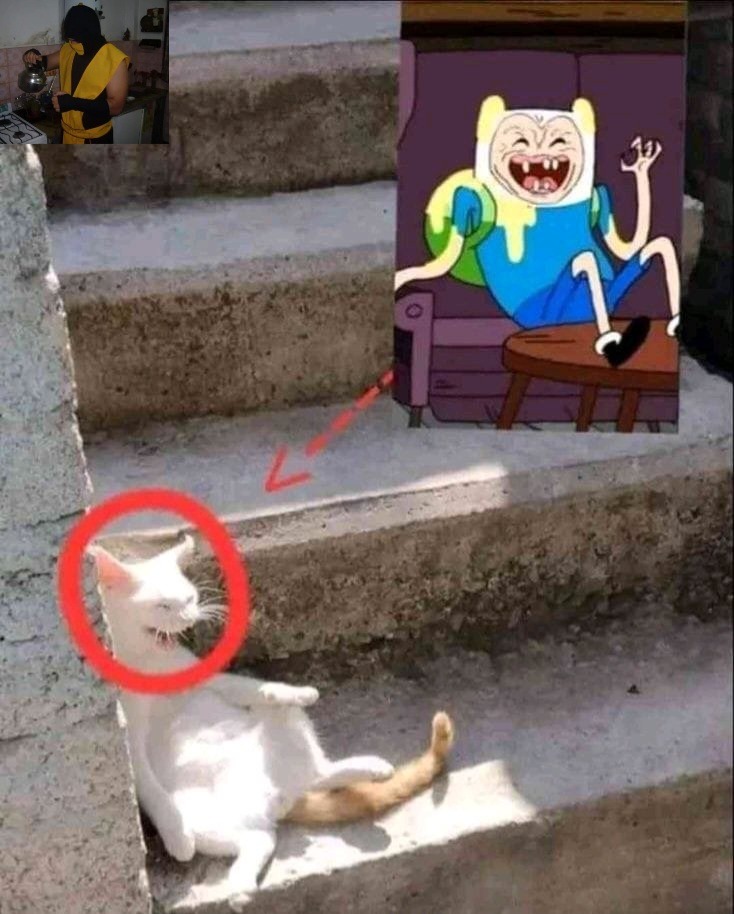 Gato mañoso - meme