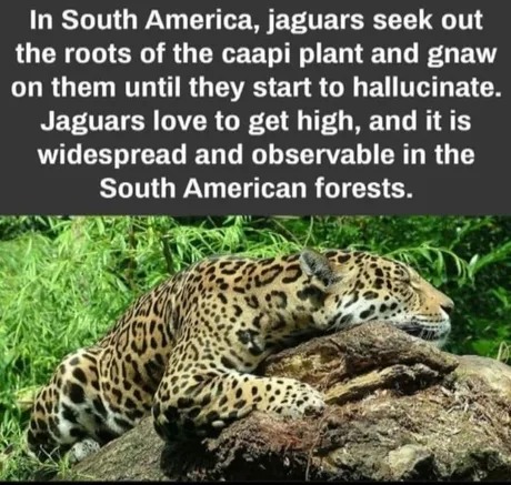 Jaguars love to get high - meme