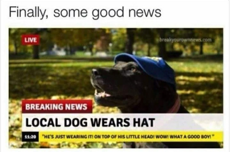 Dog wears hat - meme