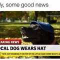 Dog wears hat