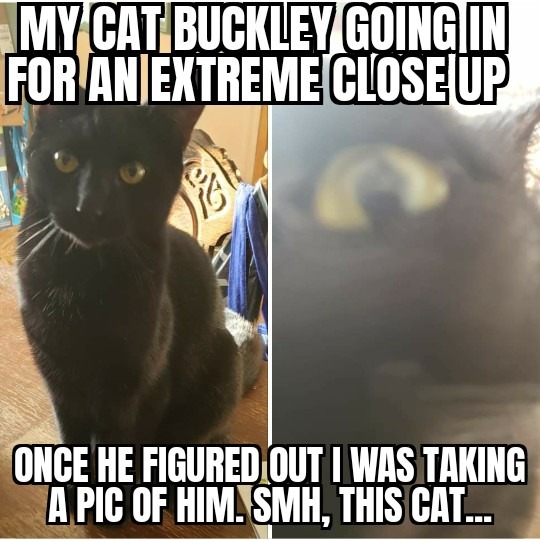 My kitty Buckley,  aka Sir Buckles, and Mr. Handsome Pants. - meme