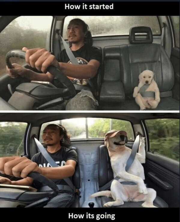 un gran compañero de viaje - meme