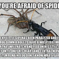 Forget the spiders. IM SCARED OF THE OTHER BUG NOW!