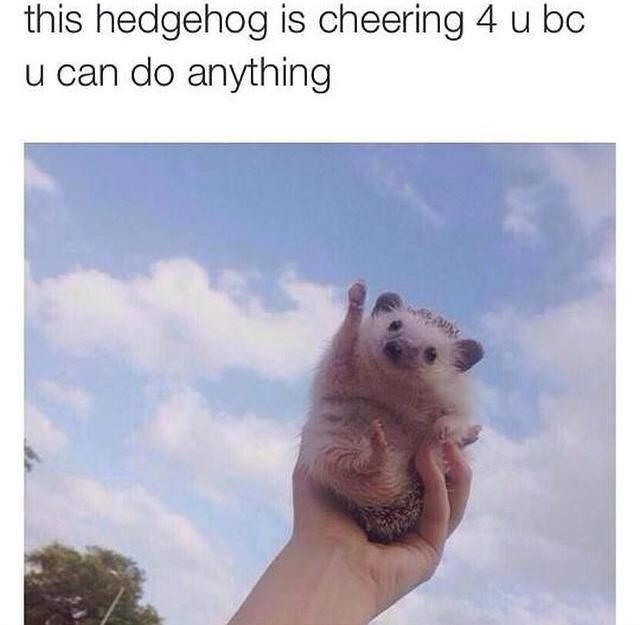 cheering hedgehog - meme