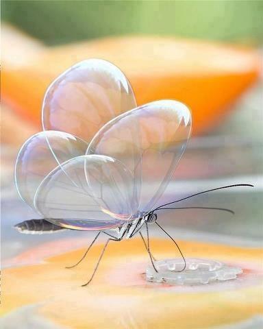 Mariposa de alas transparentes - meme
