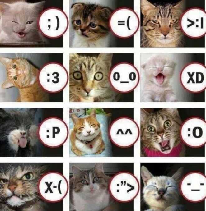 cats smile :3 - meme