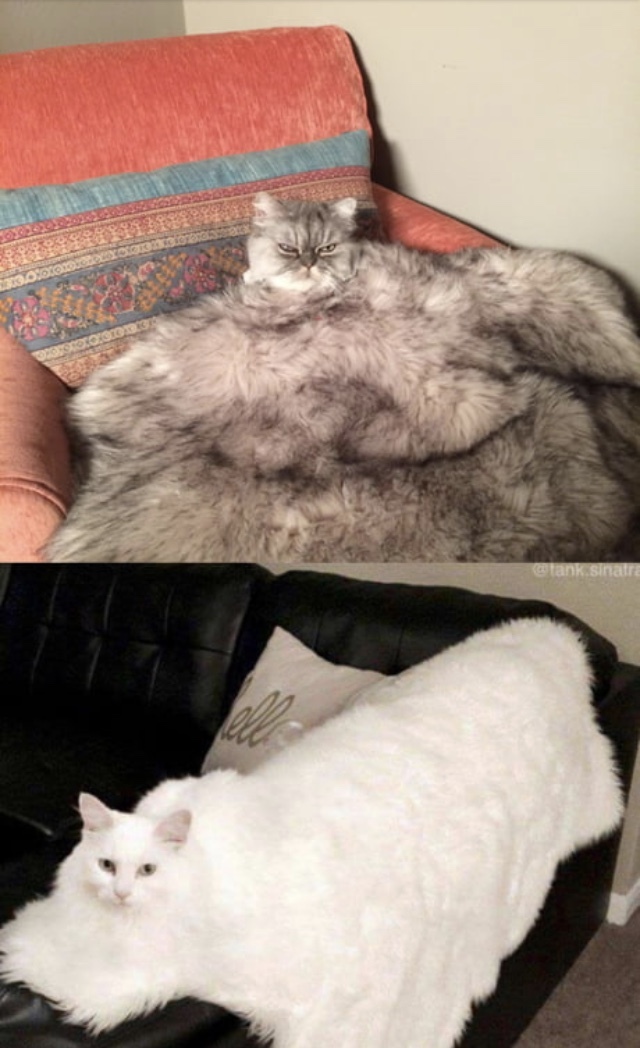 Cat blankets - meme