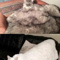 Cat blankets