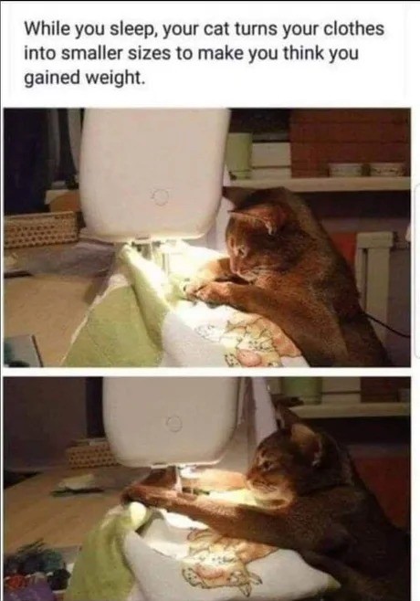 cat with jacket - Meme by LordEnemyFire :) Memedroid