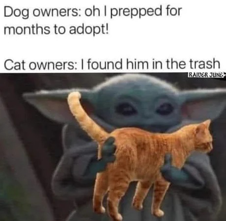 Cat owners - meme