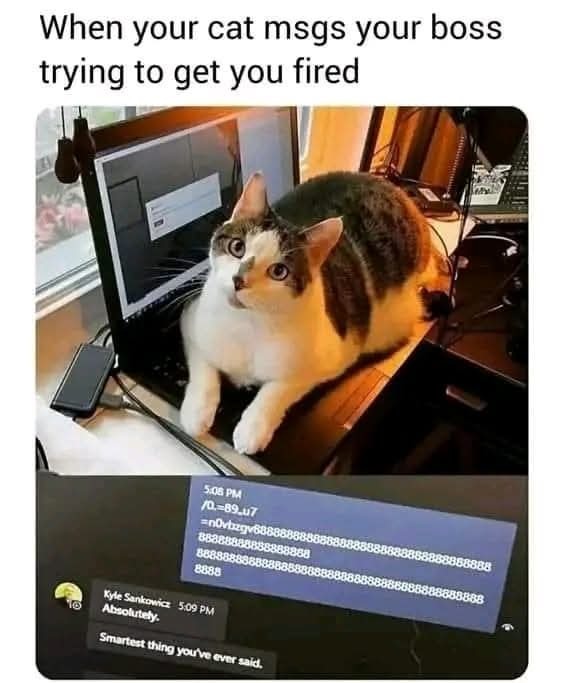 Wow - meme