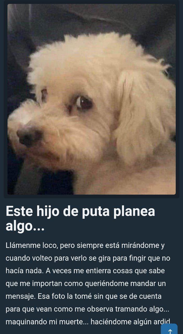 Curly Malevolo - meme