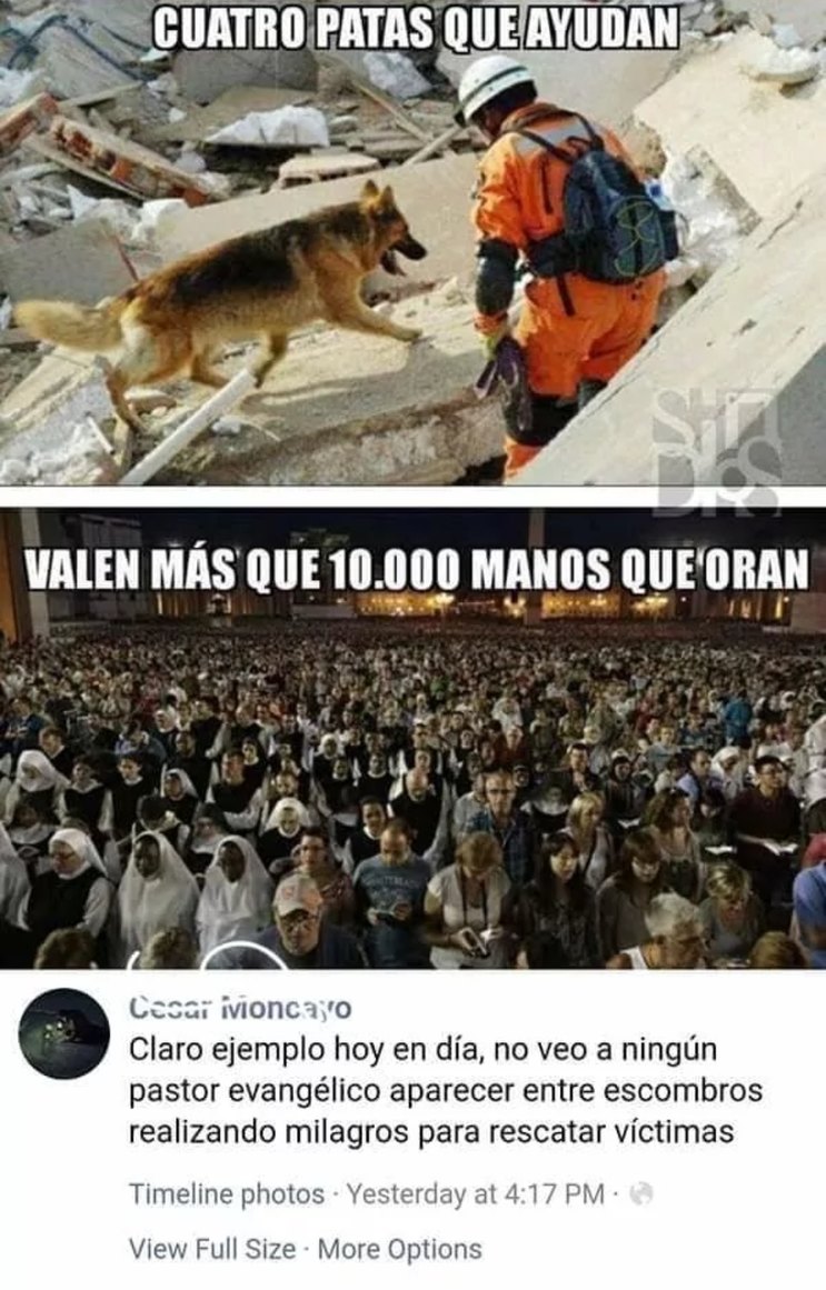 Perros>>>>>>>>>>Gatos - meme