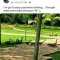 Baby dinosaurs 