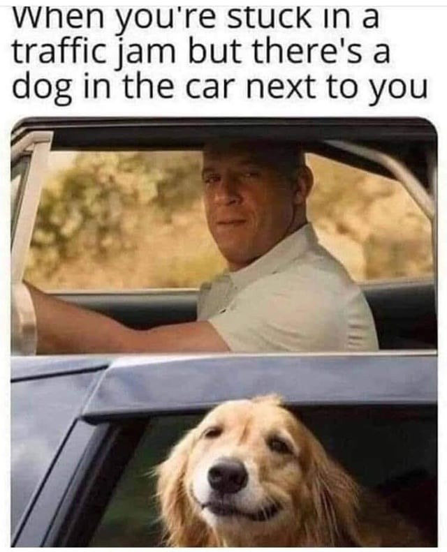 Wholesome doggo moment - meme
