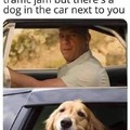 Wholesome doggo moment