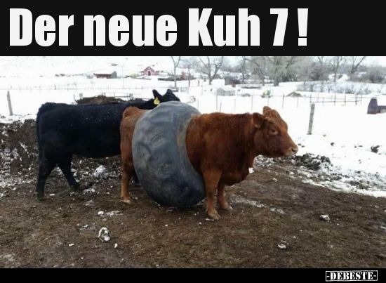 "neues Modell von Kühen :notbad2:" subido por: Kuhliebhaber#8461 - meme
