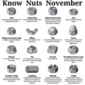 Know Nuts November