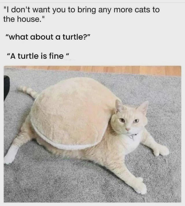 No more cats? Cool. Here's a turtle instead - meme