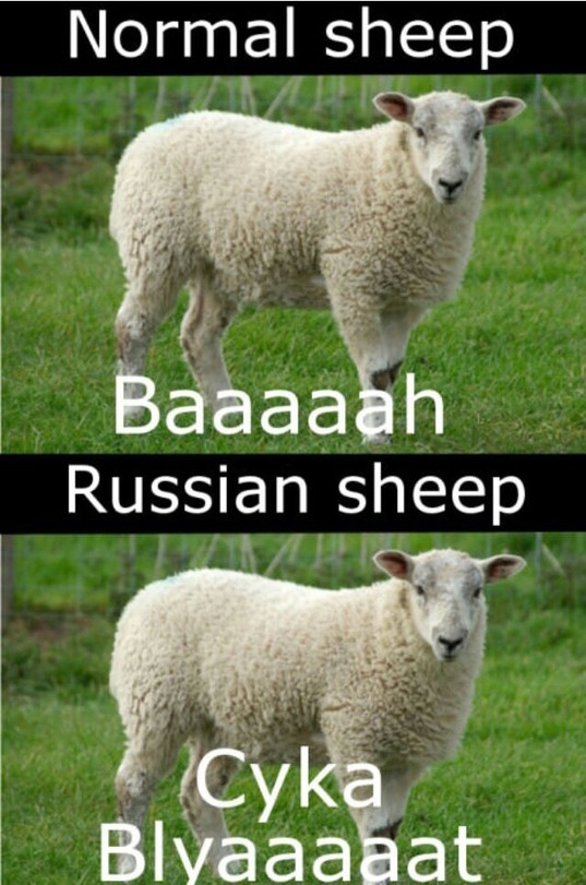 Sheep are cool - meme