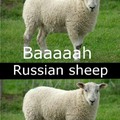 Sheep are cool