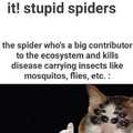 Spiders are Bros