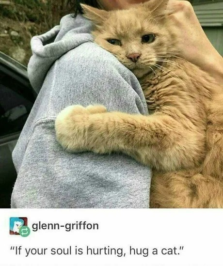 If your soul is hurting, hug a cat - meme