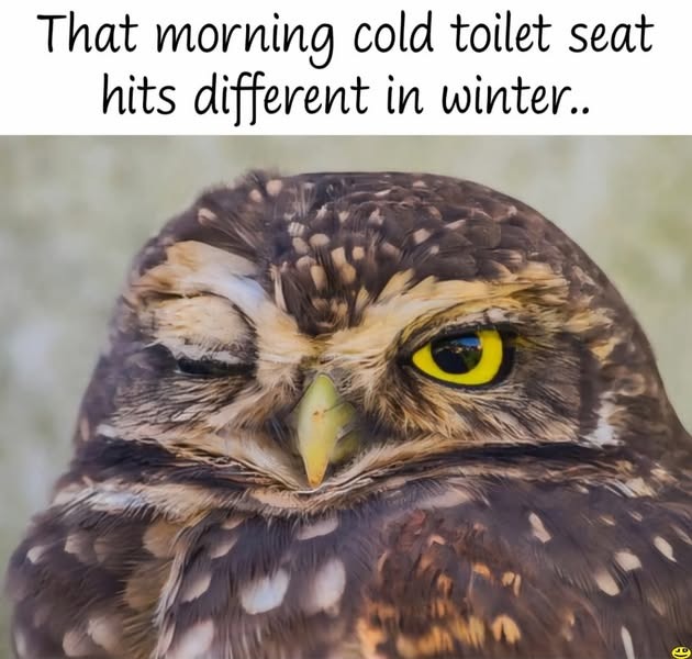 cold - meme