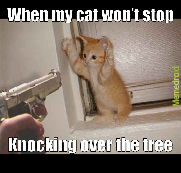 Cats are retarded sometimes - meme
