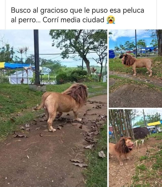 Meme gracioso de un perro con peluca para parecerse a un león