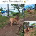 Meme gracioso de un perro con peluca para parecerse a un león