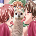 How to clean your alpaca