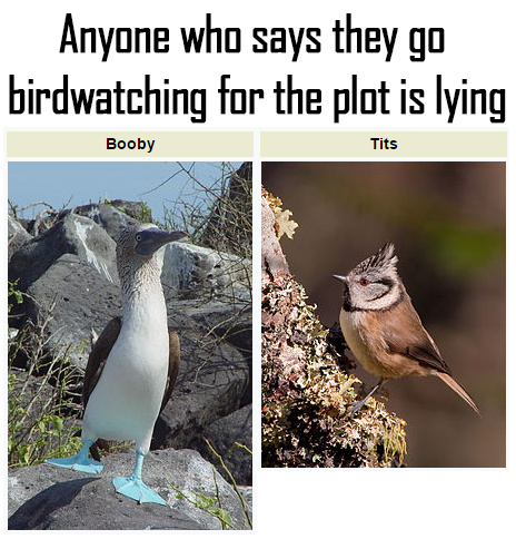 Birds are so hot - meme