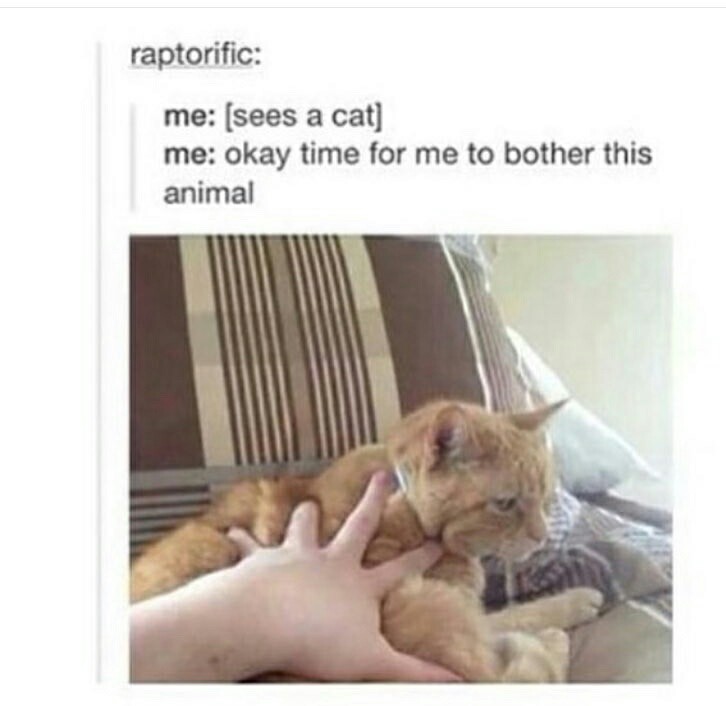 kittycat - meme