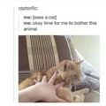 kittycat