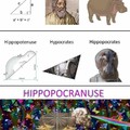 Hippopocranuse