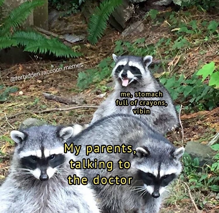 The best raccoon memes :) Memedroid