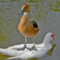 Duck riding a duck