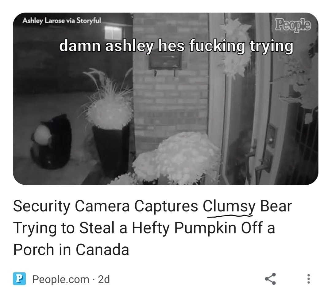 He's just a bear ashley - meme