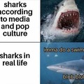 sharks just wanna chill