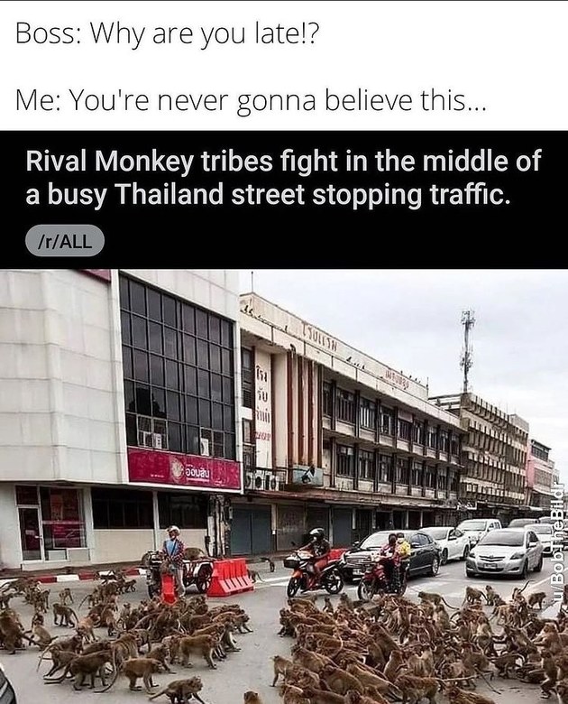 monkey gang war - meme