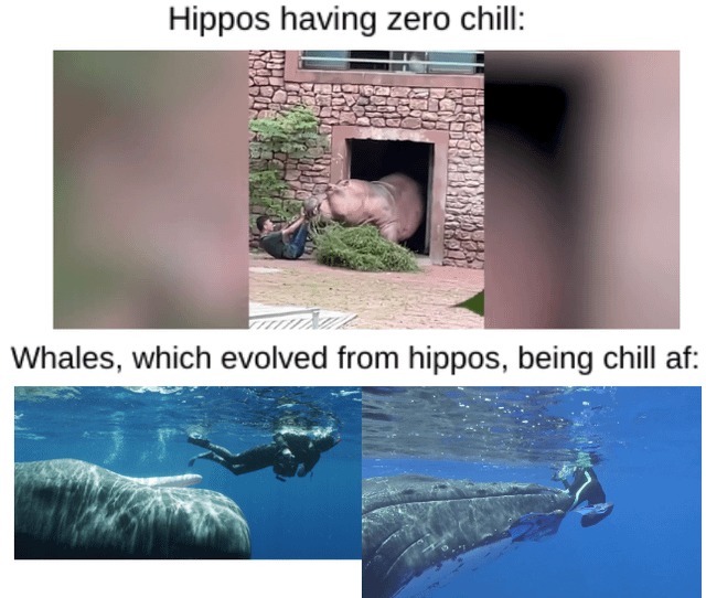 Hippos and whales - meme