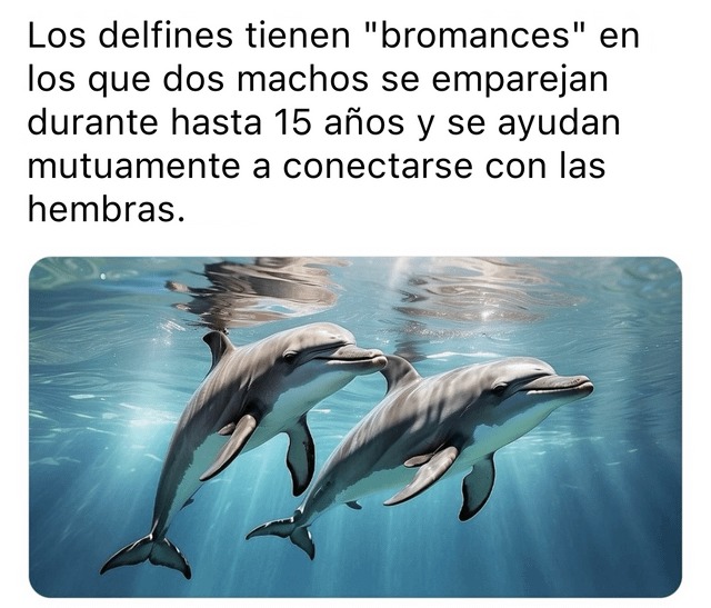 Los delfines buscando novia juntos - meme