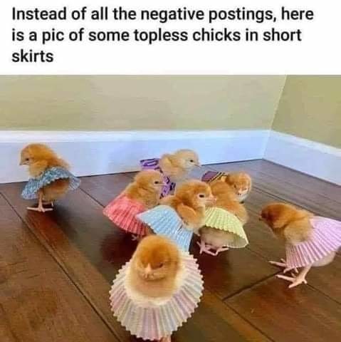 Chicks - meme